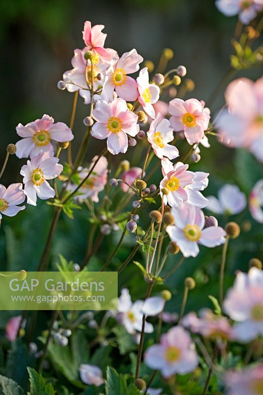 Anemone tomentosa 'Robustissima'