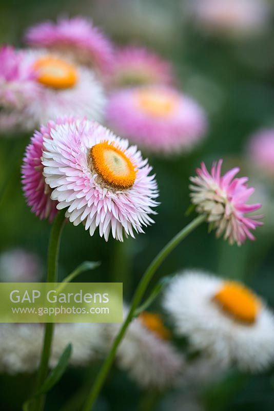 Xerochrysum bracteatum 'Silvery Rose'