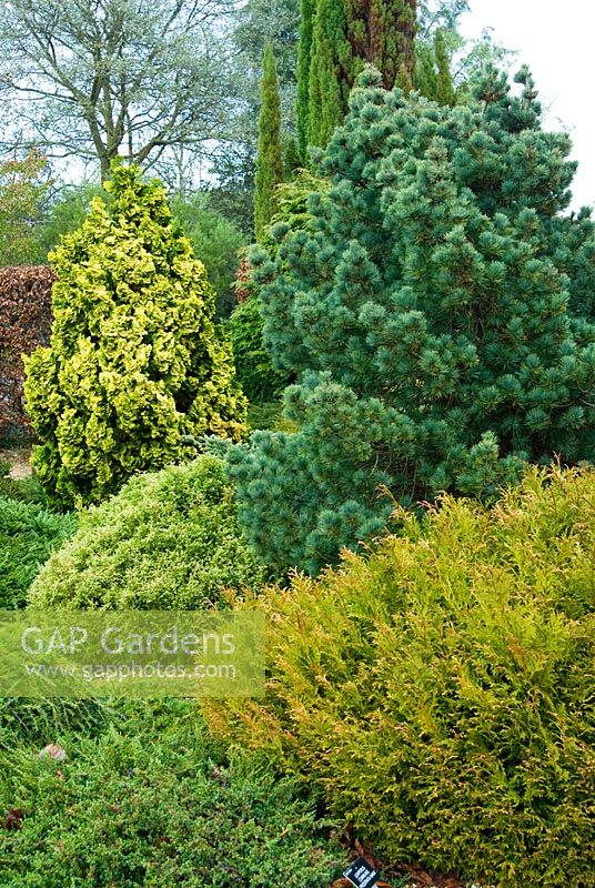 Conifer garden includes Thujopsis dolabrata 'Nana' in right foreground, Pinus strobus 'Compactus' behind, with golden Chamaecyparis obtusa 'Nana Aurea' beyond. The Sir Harold Hillier Gardens/Hampshire County Council, Romsey, Hants, UK. December.