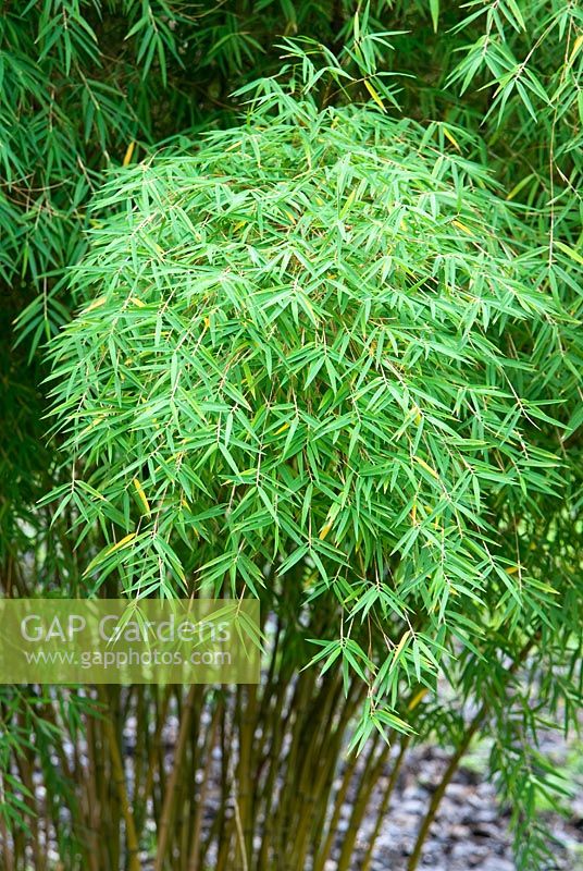 Thamnocalamus crassinodus 'Kew Beauty' - Bamboo. The Sir Harold Hillier Gardens/Hampshire County Council, Romsey, Hants, UK. December.