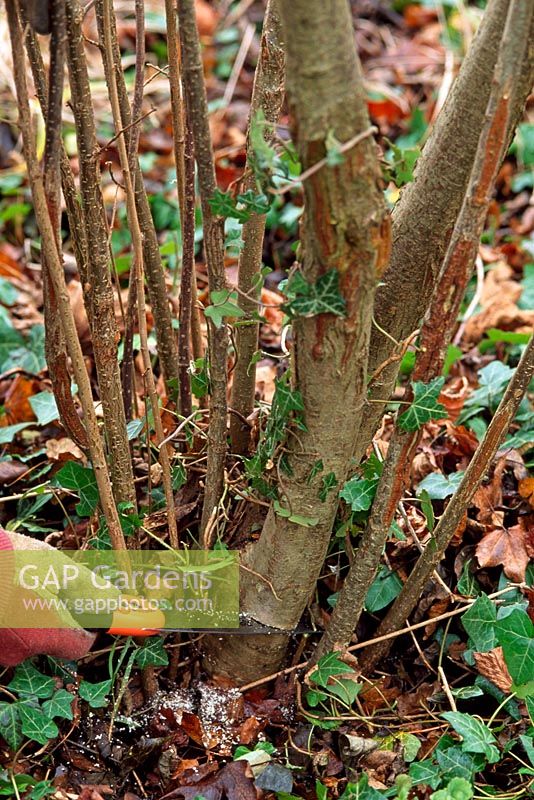 Corylus avellana - pruning out oldest stem at base of shrub with pruning saw