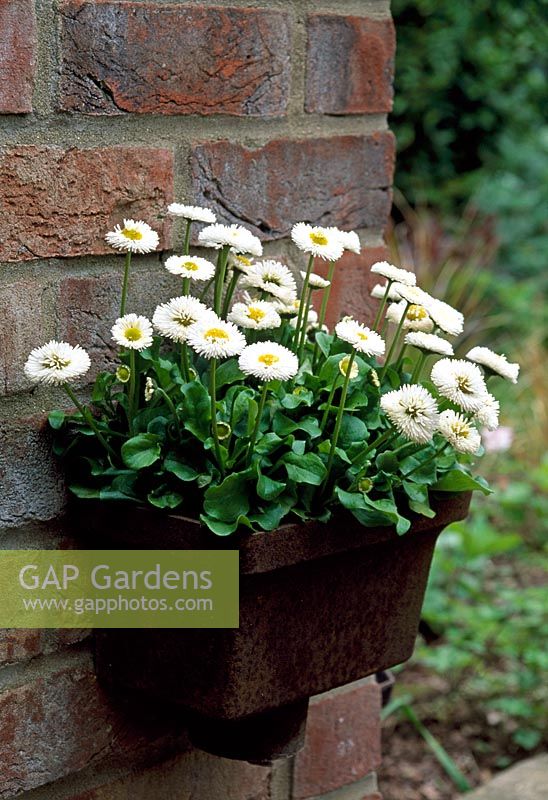 Bellis perennis - Double whiteGrowing in old cast iron rainwater hopper head