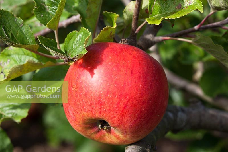 Malus domestica 'Marston Scarlet Wonder' - Apple