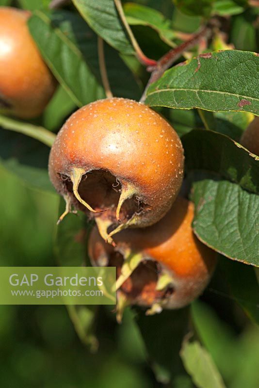 Mespilus germanica 'Macrocarpa' - Medlar