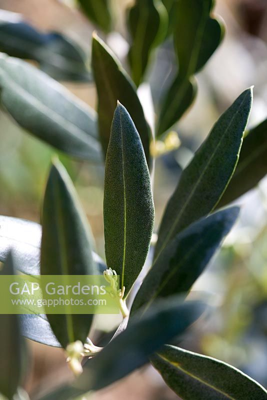 Olea europaea - Olive foliage