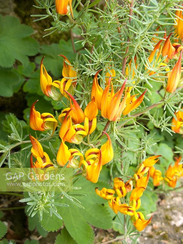 Lotus berthelottii  - Parrot's beak