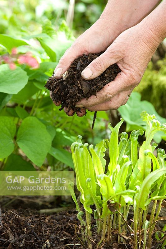 mulching cat mint plants