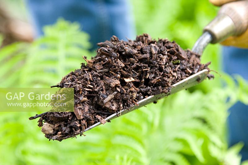 Mulching shade plants with composted wood chips to prevent weeds and retain moisture