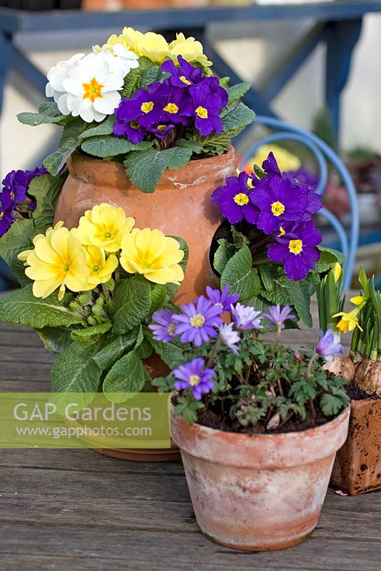 Mixed Primula Hybrids in terracotta pots with Anemone Blanda