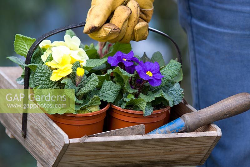 Wooden trug with Primula and trowl ready for planting