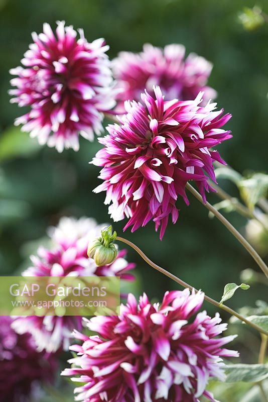 Dahlia 'Claire Obscure'