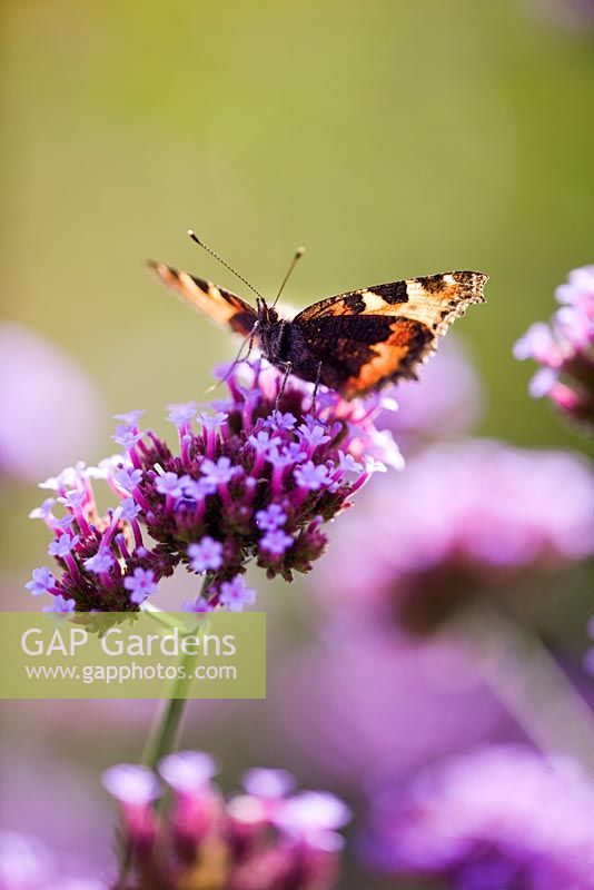 Verbena bonariensis with Red Admiral butterfly