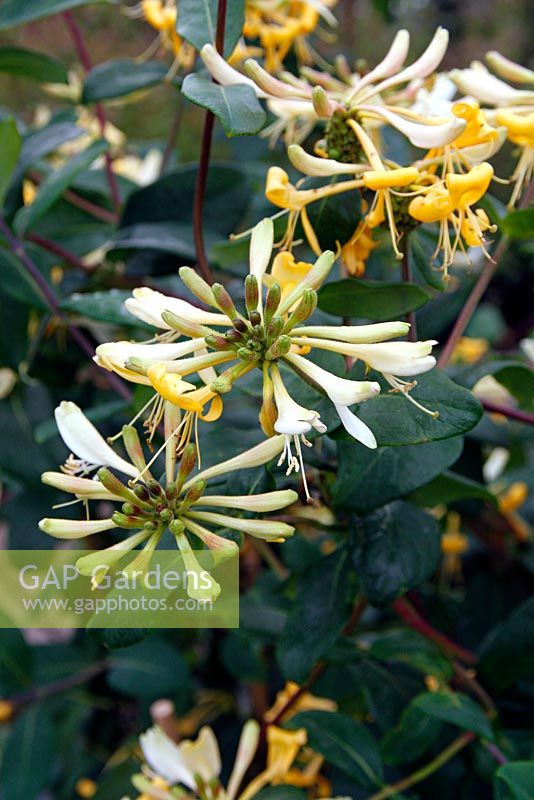 Lonicera periclymenum 'Graham Thomas' AGM