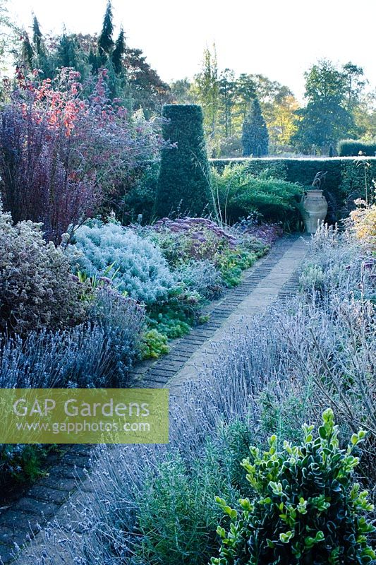 Garden on a frosty morning. Path with Lavender, Santolina, Sedums, Berberis, Rosemary and Taxus -Yew topiary obelisk. The Dry Garden, Cambridge Botanic Gardens.