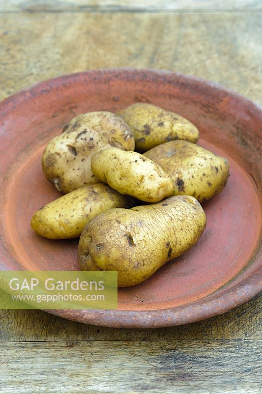 Solanum - Potato 'Kifli'