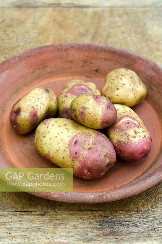 Solanum - Potato 'King Edward'