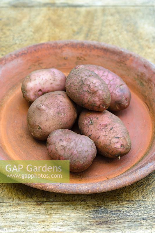 Solanum - Potato 'Axona'