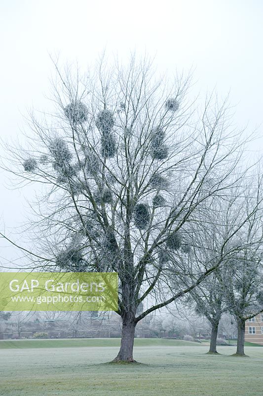 Silhouette of Viscum album - Mistletoe in Populus - Poplar tree in winter