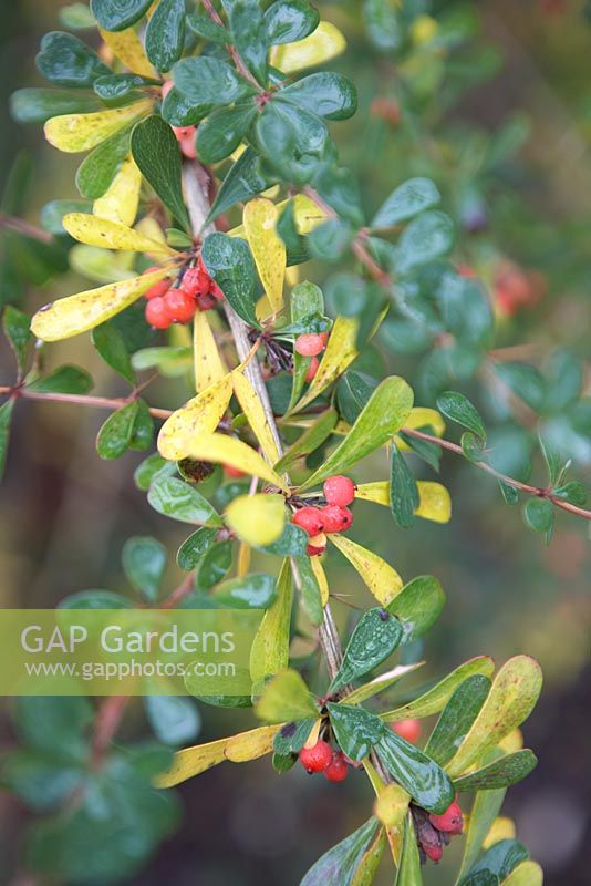 Berberis wilsoniae var. wilsoniae.