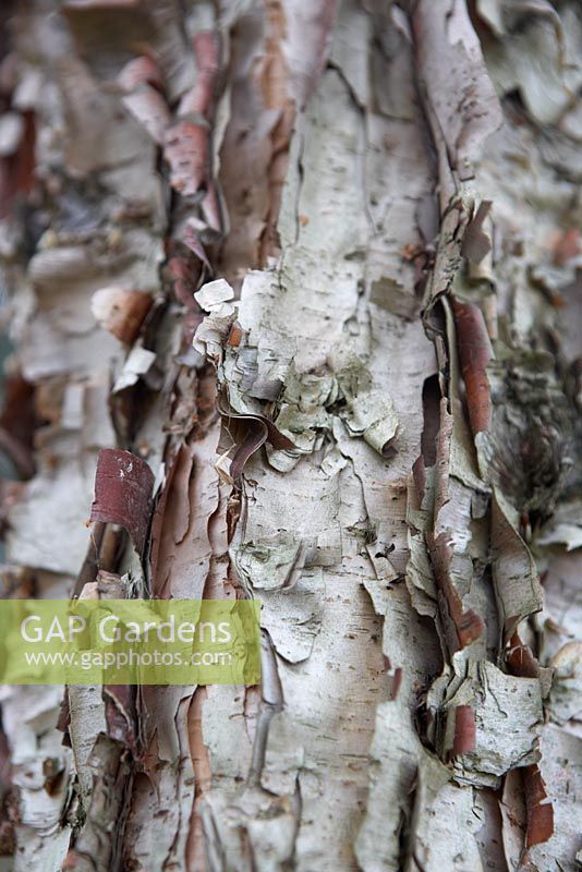 Betula davurica bark.  Layered peeling bark.