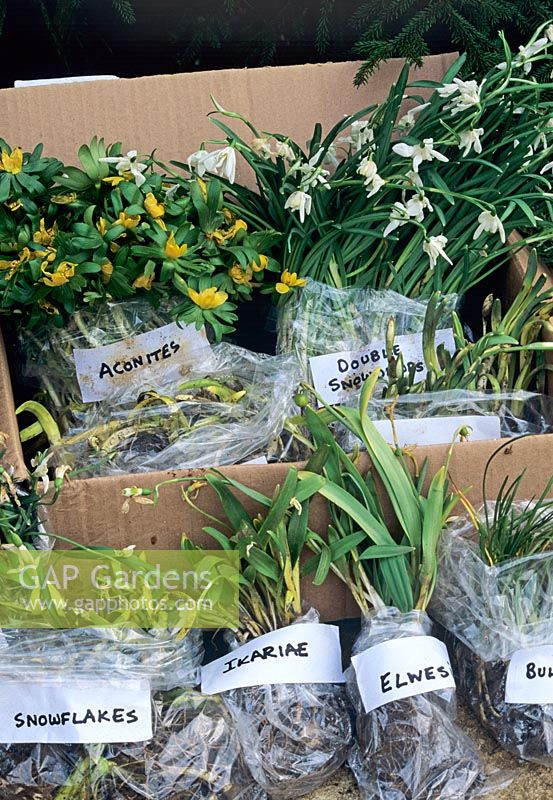 Just delivered box of spring bulbs bought 'in the green' (lifted from a nursery bed while still in active growth) from a specialist supplier including Snowdrops, Snowflakes, Aconites and Narcissus bulbocodium