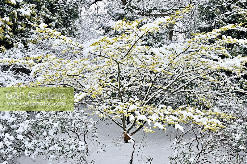 Hamamelis mollis 'Pallida' snow covered In February