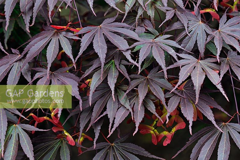 Acer palmatum 'Inazuma'