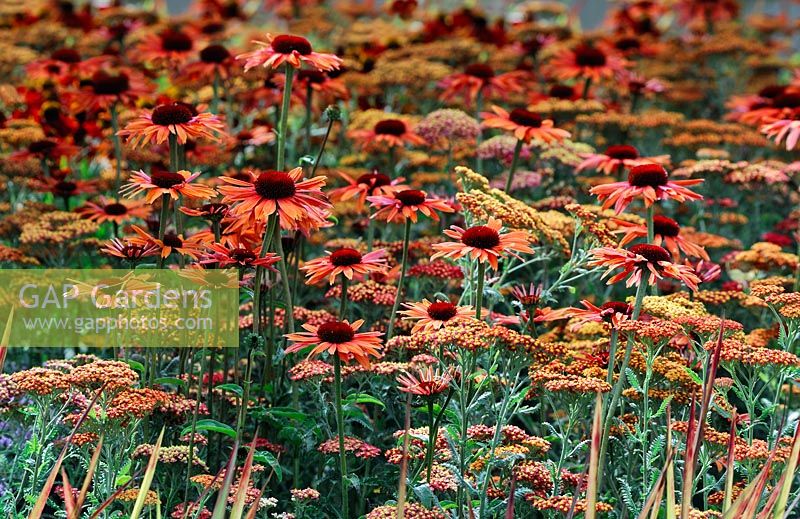 Echinacea 'Sun Set' 'with Achillea 'Walter Funcke'