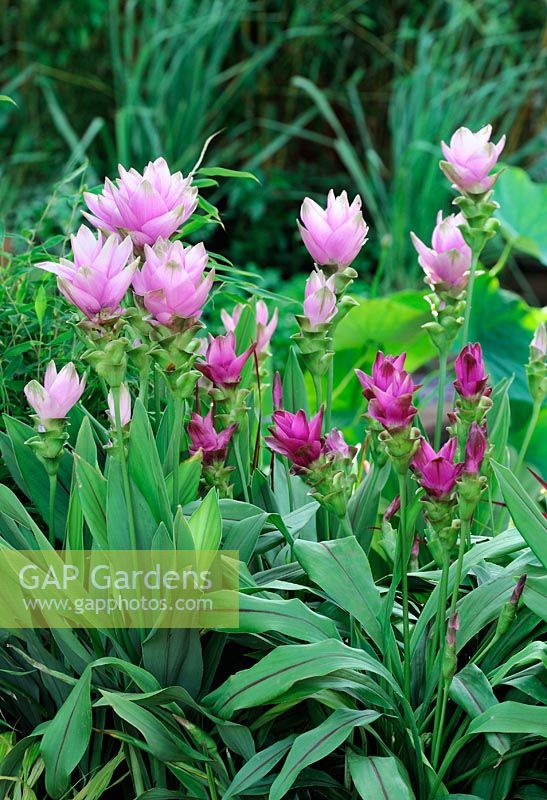 Curcuma alismatifolia - Tropical Ginger 