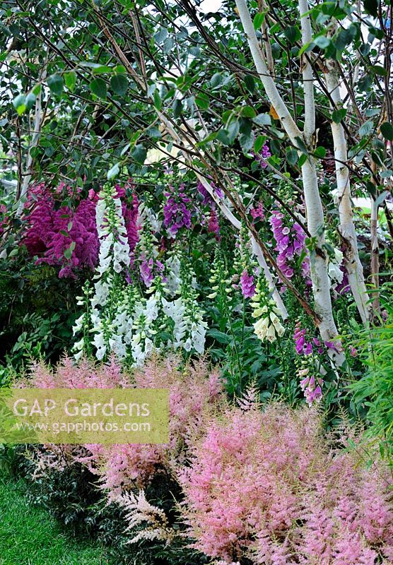 Astilbe, Digitalis and Betula in damp shady garden. Design -Niki Palmer