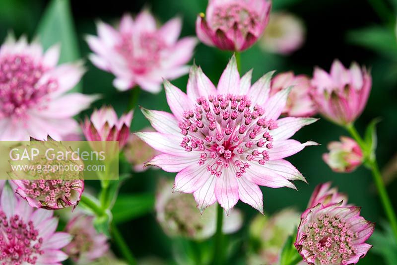 Astrantia major 'Roma'