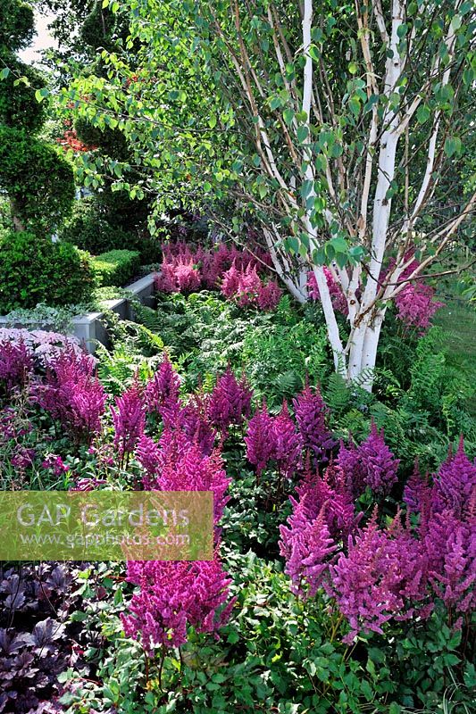 Astilbe 'Visions in Red' with Betula - Birch in shady woodland. 'Enchanting Escape'. Sponsors - Stonemarket, Myburgh Designs. Contractor - Niki Palmer Garden Designs - RHS Hampton Court Flower Show 2009