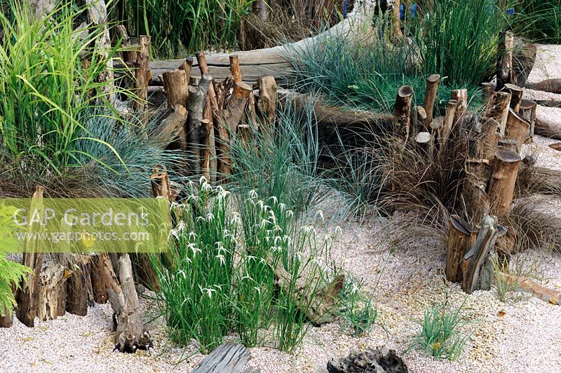 Dichromena Colorado with mixed grasses in a seaside garden with driftwood, HCFS