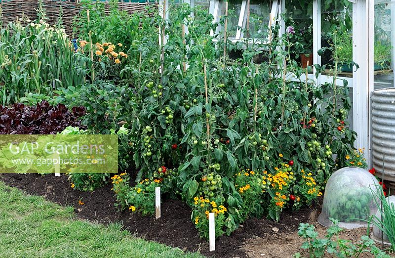 Tomatoes on cane along glasshouse RHS Growing Tastes Allotment Garden - RHS Hampton Court Flower Show 2009