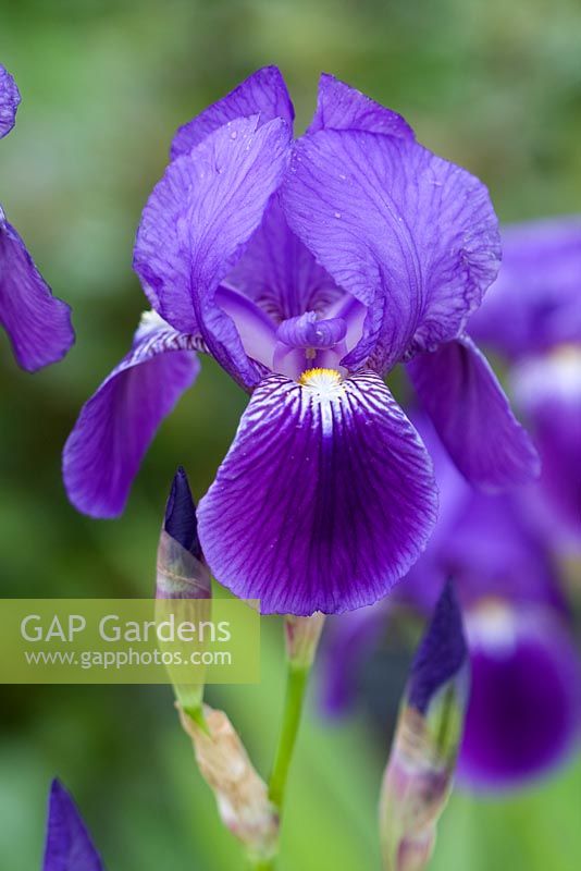 Iris germanica - Tall Bearded Iris 