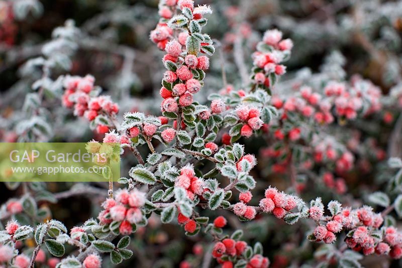 Cotoneaster dammeri 'Eichholz' with frost