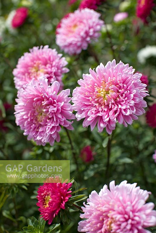 Callistephus chinensis Matsumoto mix - China Aster