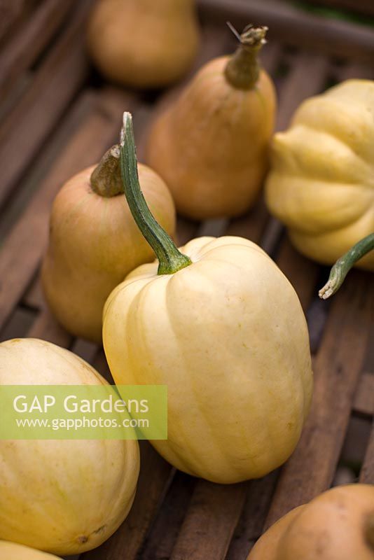 Cucurbita - Butternut and Spaghetti Squash in wooden crate