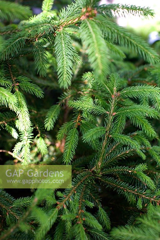 Picea abies - Norway Spruce 