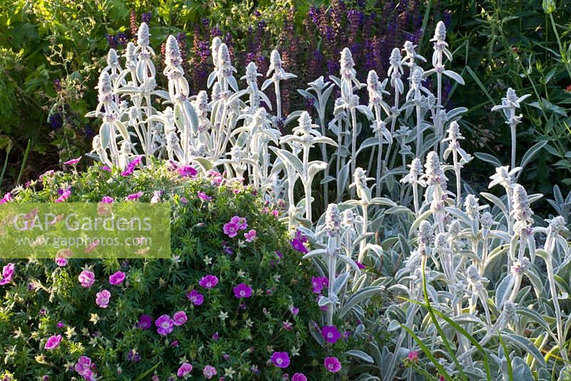 Stachys Byzantina - Lamb's Ear, Lamb's Tongue growing with Geranium Sanguineum 
 
