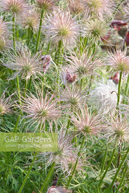 Pulsatilla vulgaris - Pasque flower