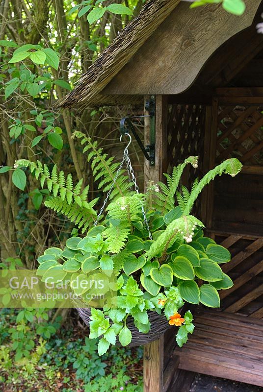 Hanging basket with Hostas, Ferns and Mimulus. Cottage garden. Slug proof method of growing hostas. May.