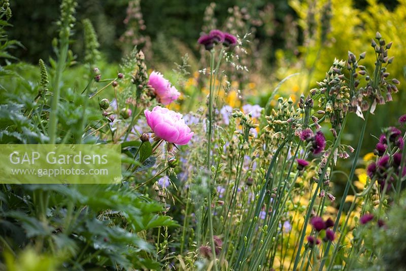 Paeonia lactiflora 'Bowl of Beauty' in border