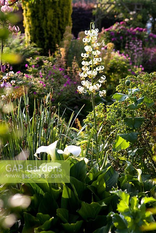 Lilium martagon growing in summer border