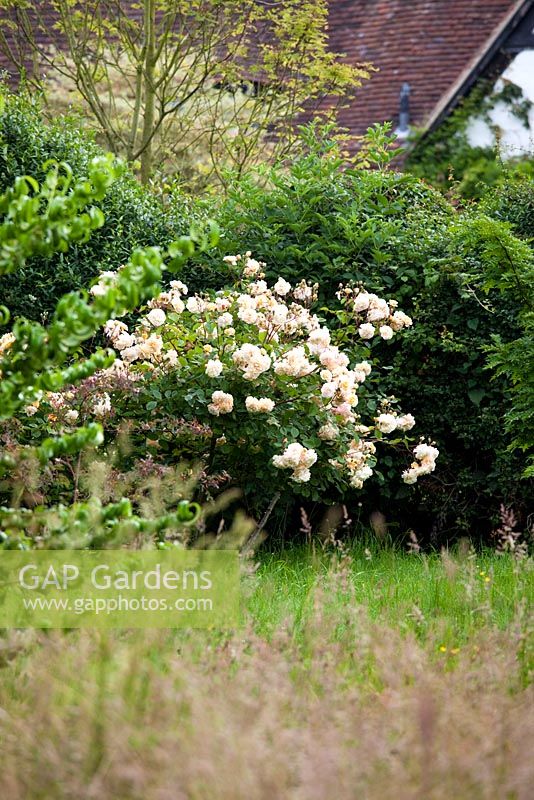 Rosa 'Buff Beauty' in garden setting
