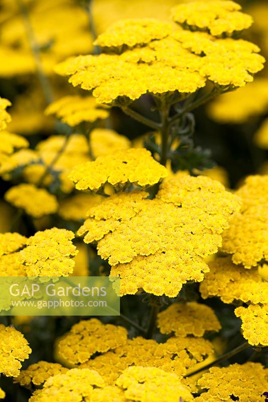 Achillea 'Moonshine'