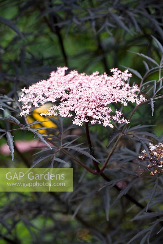 Sambucus nigra 'Black Lace'