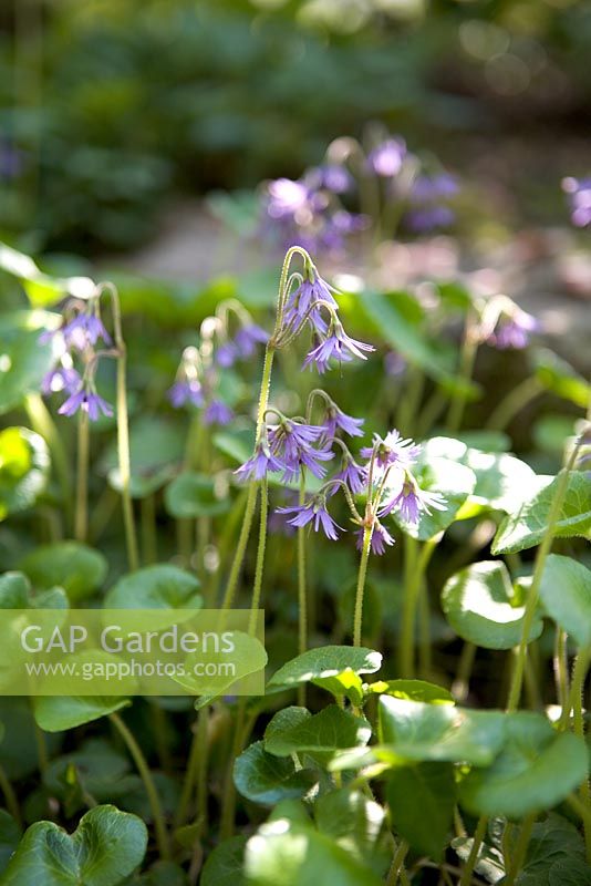 Soldanella villosa - Alpine Snowbell