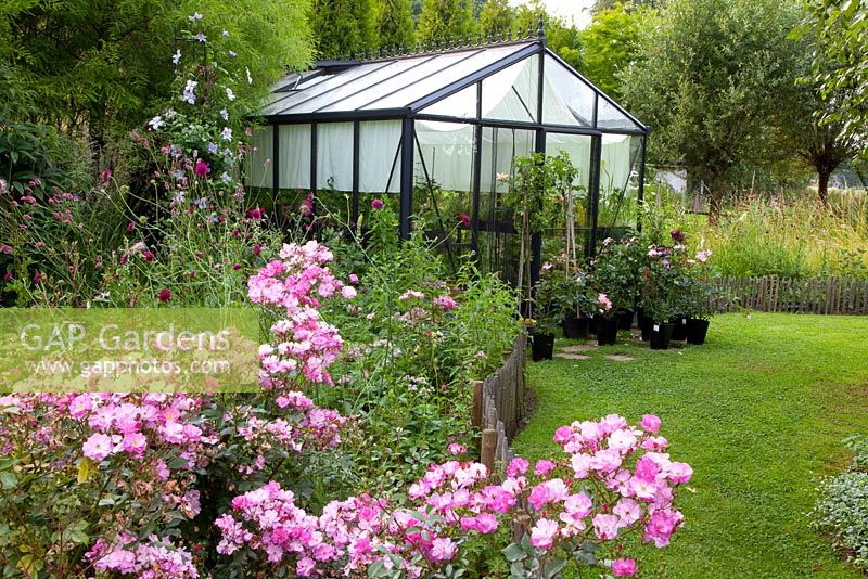 Greenhouse with Rosa 'Lavender Dream' in foreground
