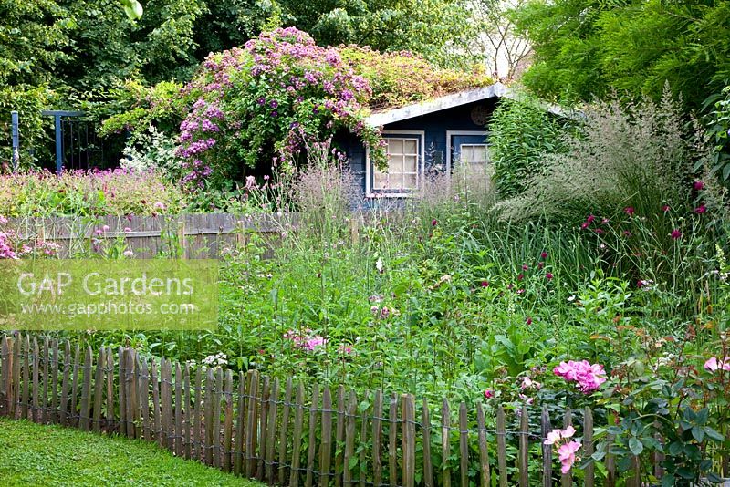Fenced wild flower area in garden. Summerhouse with climbing Rosa 'Veilchenblau' and Clematis viticella 'Etoile Violette' in background